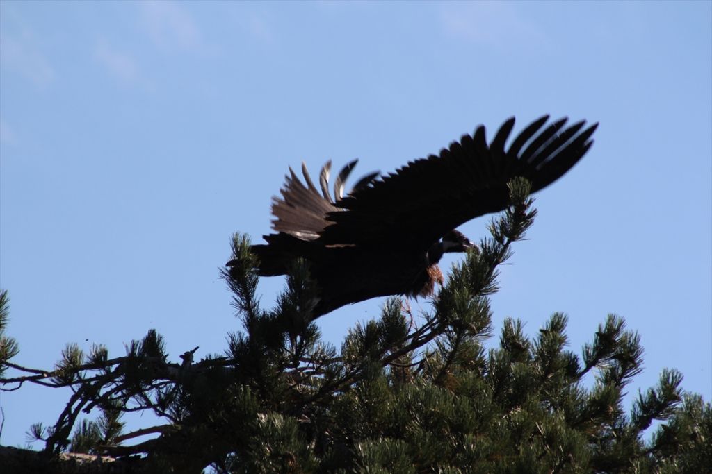 Bolu'da yeni kara akbaba kolonisi tespit edildi