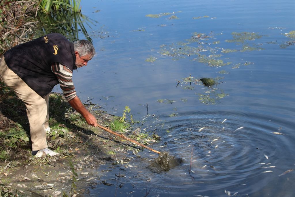 Gerede'de balık ölümleri