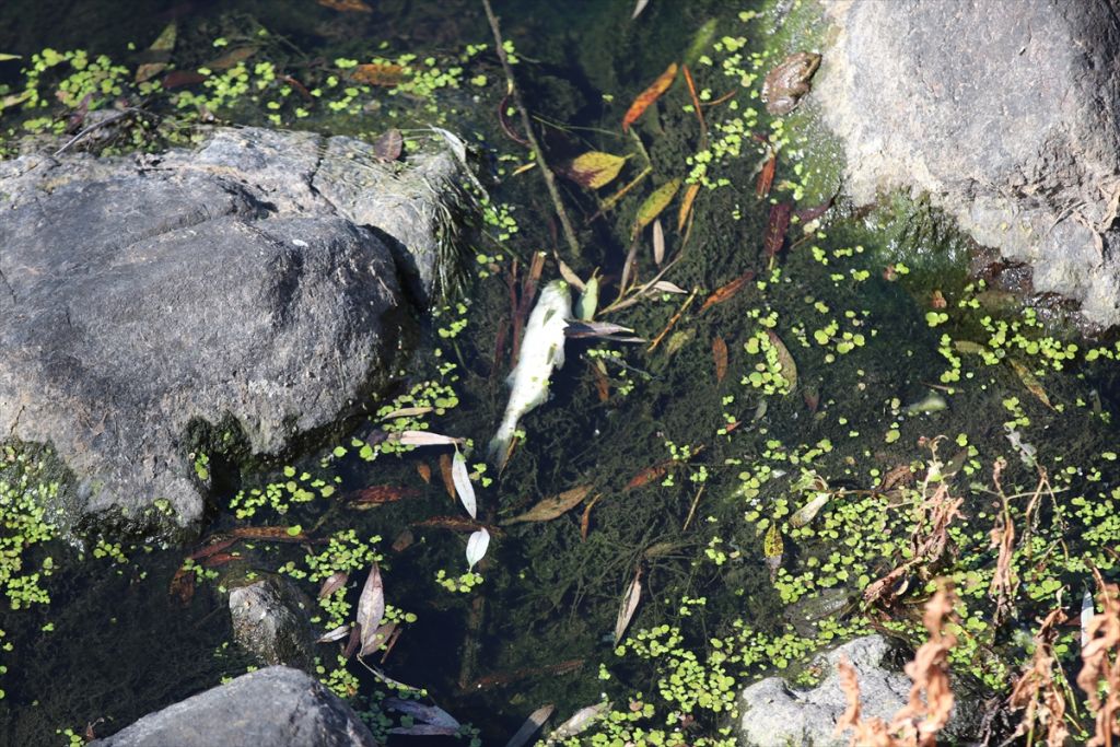 Gerede'de balık ölümleri