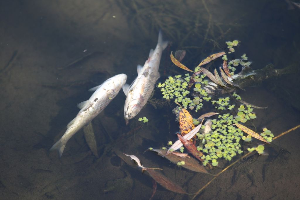 Gerede'de balık ölümleri