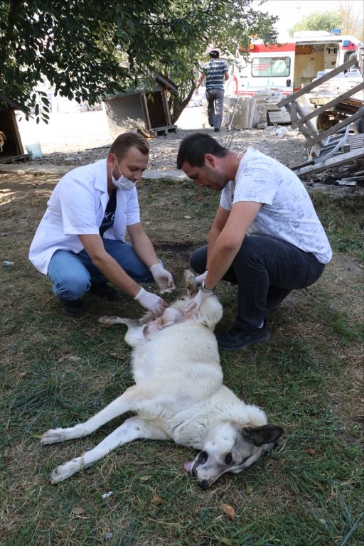 Sokak hayvanları için tam donanımlı ambulans
