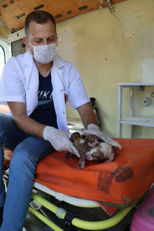 Sokak hayvanları için tam donanımlı ambulans