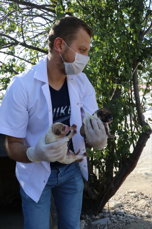 Sokak hayvanları için tam donanımlı ambulans