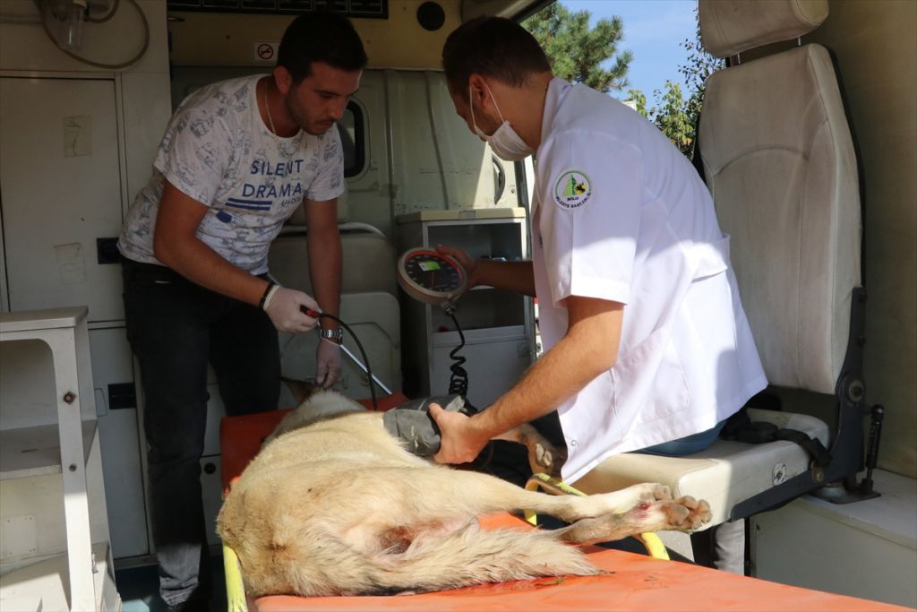 Sokak hayvanları için tam donanımlı ambulans