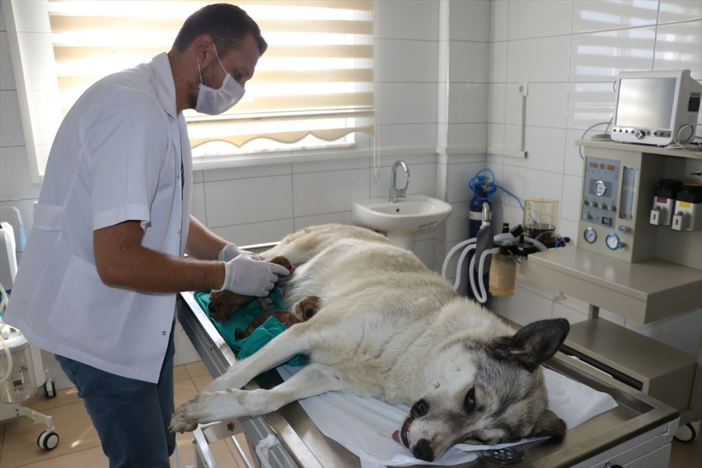 Sokak hayvanları için tam donanımlı ambulans