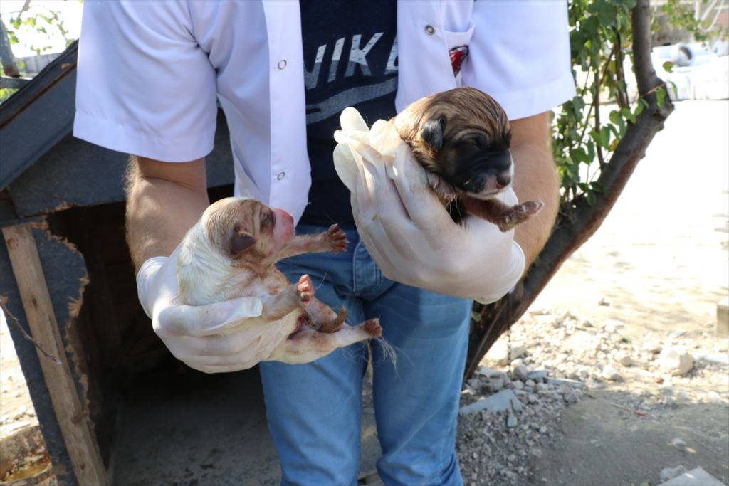 Sokak hayvanları için tam donanımlı ambulans