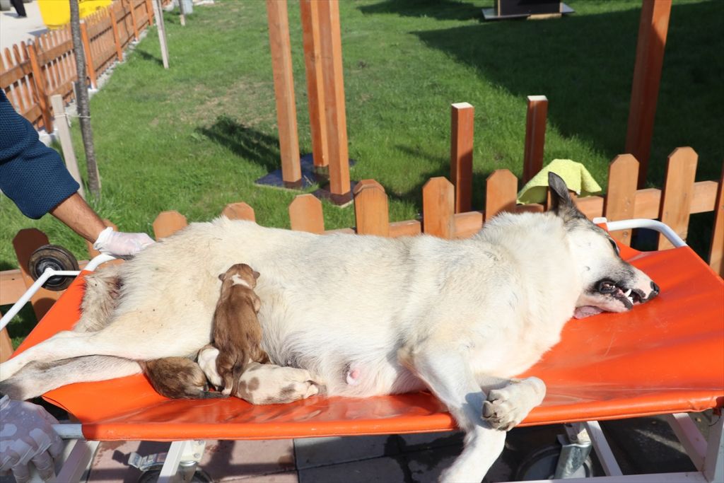 Sokak hayvanları için tam donanımlı ambulans