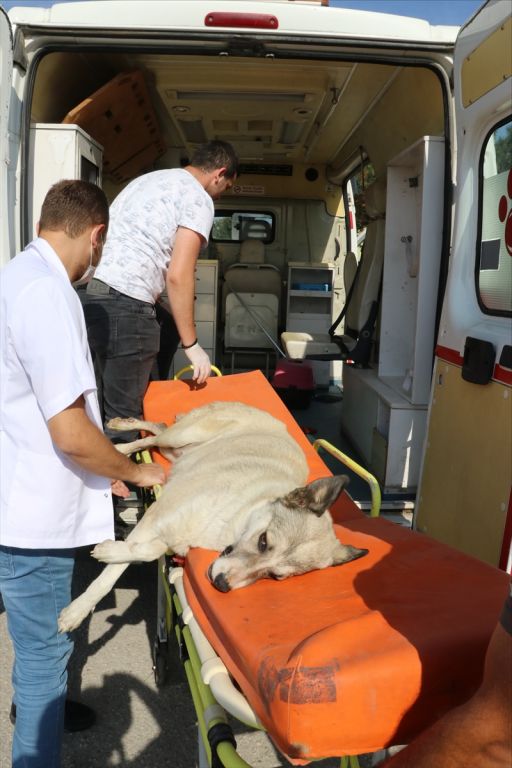 Sokak hayvanları için tam donanımlı ambulans