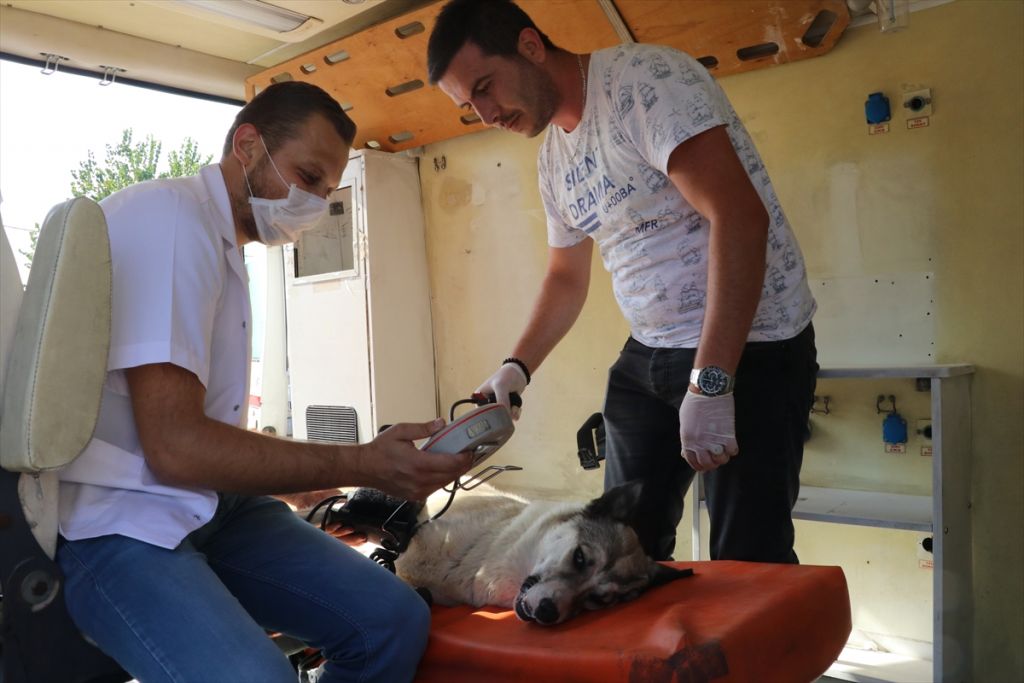 Sokak hayvanları için tam donanımlı ambulans