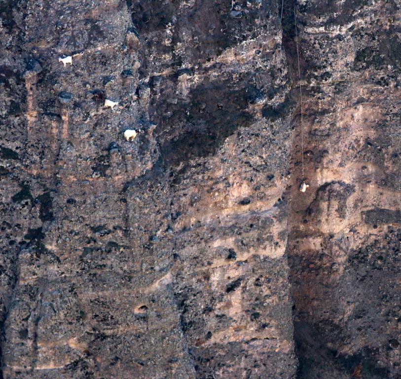 Mahsur kalan keçiler için kurtarma çalışması