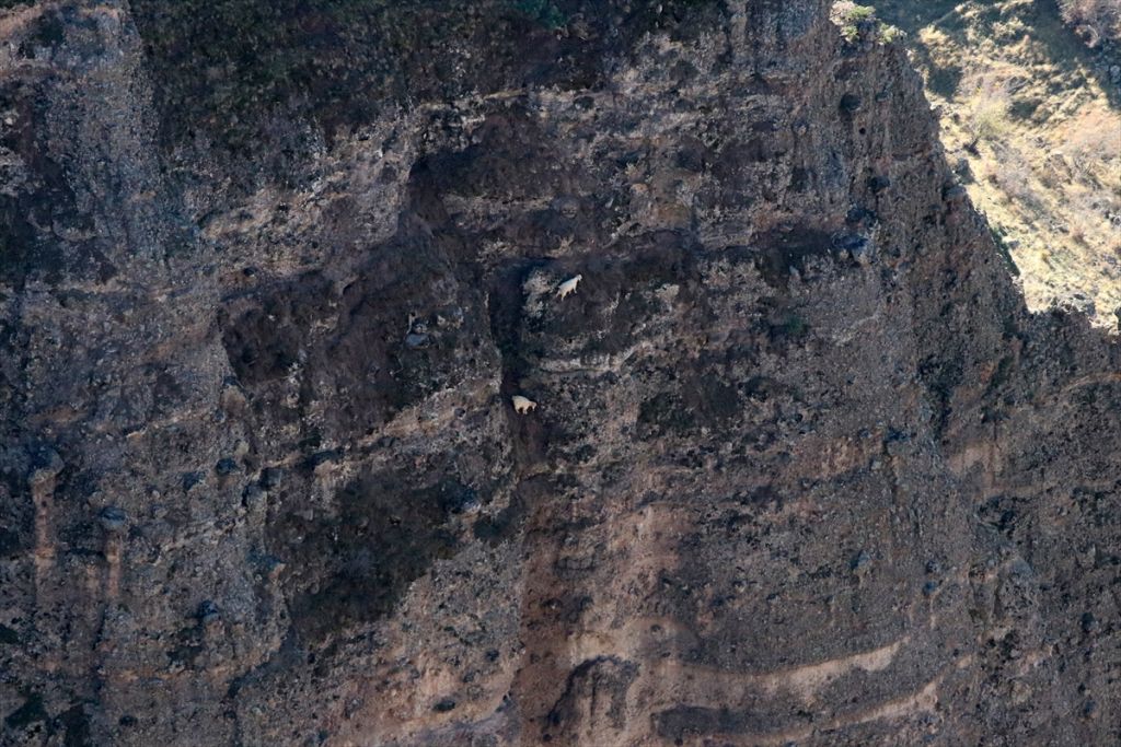 Mahsur kalan keçiler için kurtarma çalışması