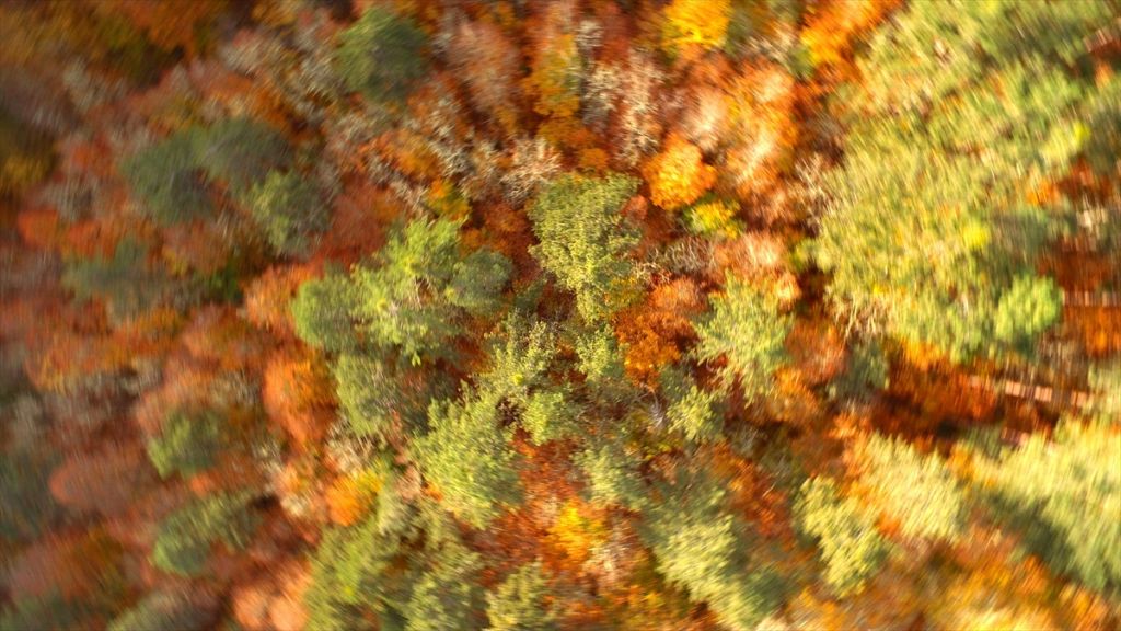 Tabiatın kalbinde sonbahar güzelliği