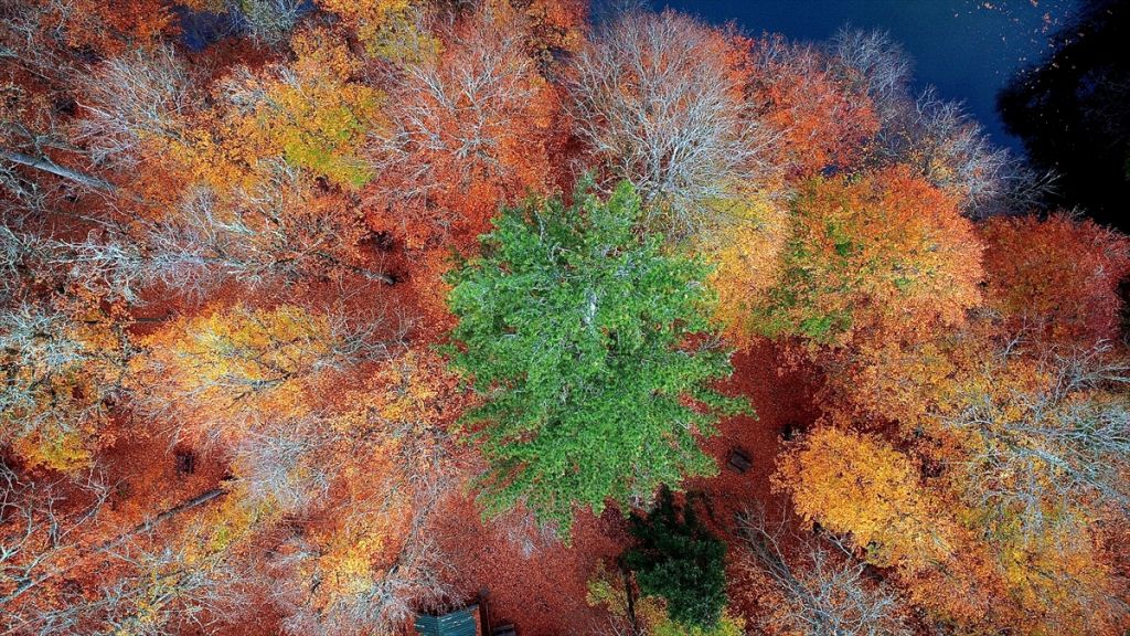 Tabiatın kalbinde sonbahar güzelliği