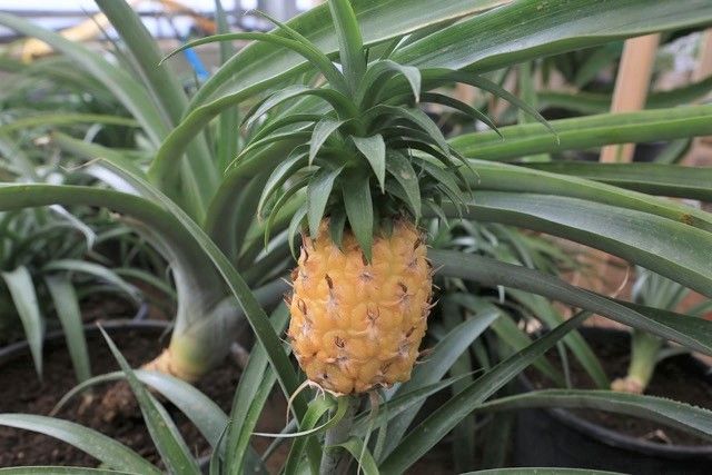 Bolu Belediyesi "Tropikal Meyve" yetiştiriciliğinde öncü olmaya devam ediyor