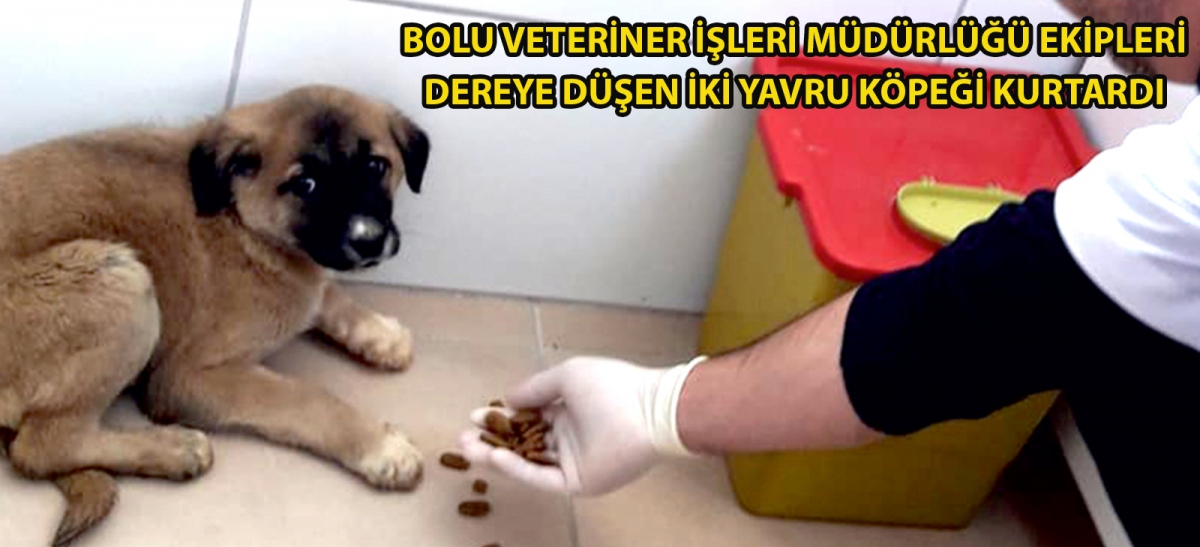 Bolu Veteriner İşleri Müdürlüğü Ekipleri dereye düşen iki yavru köpeği kurtardı