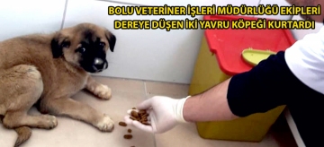 Bolu Veteriner İşleri Müdürlüğü Ekipleri dereye düşen iki yavru köpeği kurtardı