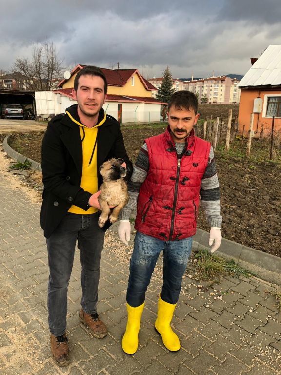 Bolu Veteriner İşleri Müdürlüğü Ekipleri dereye düşen iki yavru köpeği kurtardı