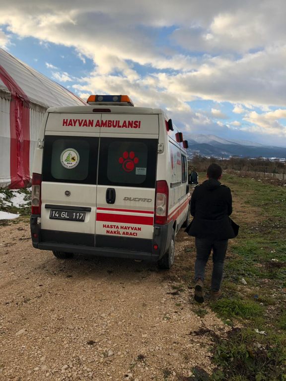Bolu Veteriner İşleri Müdürlüğü Ekipleri dereye düşen iki yavru köpeği kurtardı