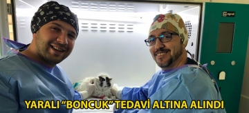 Yaralı "Boncuk" tedavi altına alındı