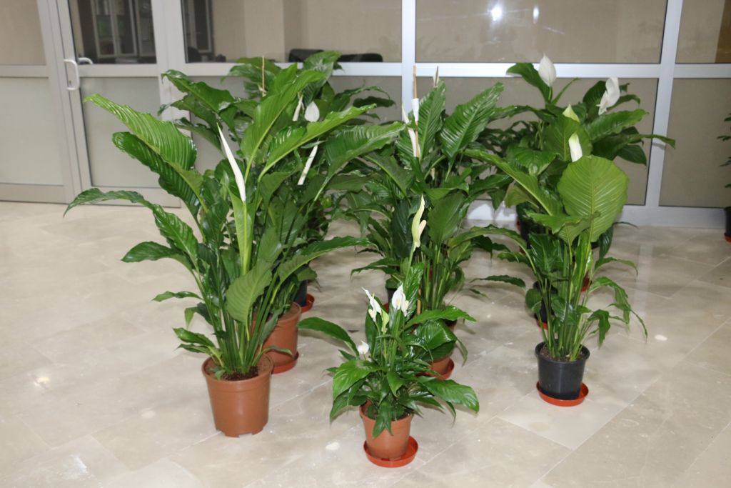 Bolu Belediyesi'nde ‘tebrik çiçekleri' satışa çıkartılıyor