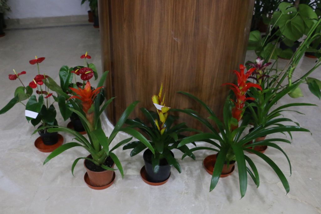 Bolu Belediyesi'nde ‘tebrik çiçekleri' satışa çıkartılıyor