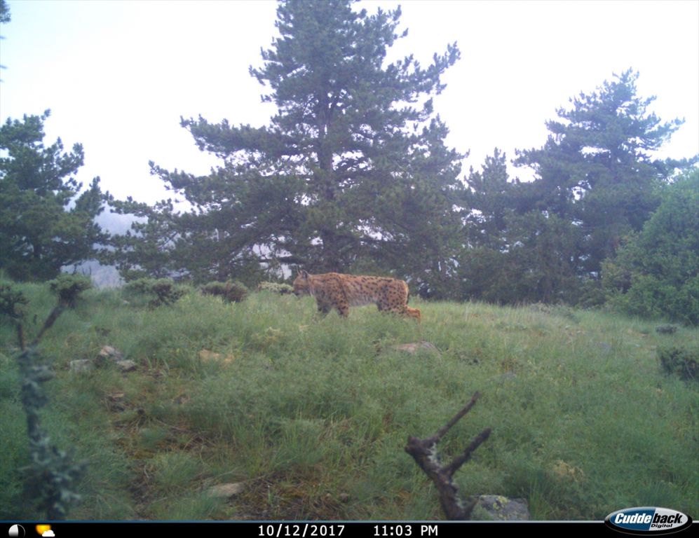 Bolu'da yaban hayatı fotokapana yansıdı