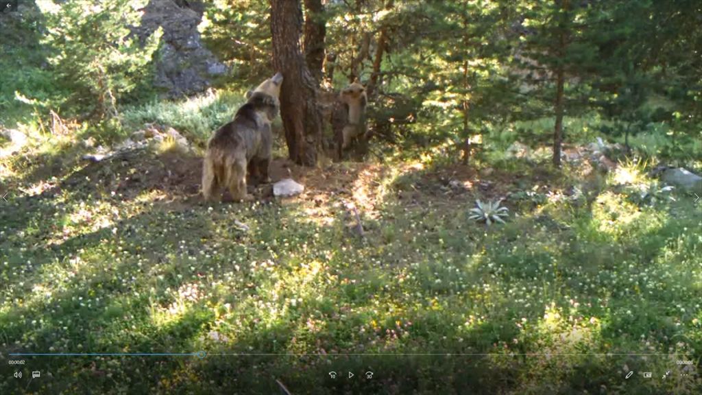 Bolu'da yaban hayatı fotokapana yansıdı