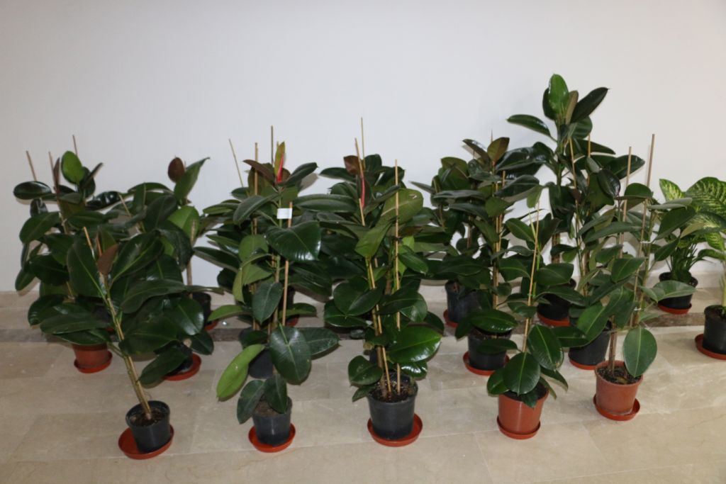 Tebrik çiçeklerinin geliri engelliler için kullanılacak