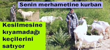 Kesilmesine kıyamadığı keçilerini satıyor
