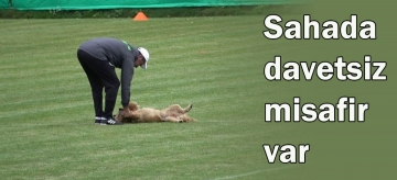 Sahadaki davetsiz misafir