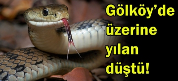 Gölköy'de balık tutarken üstüne yılan düştü