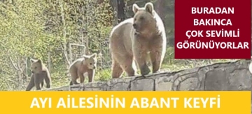 Ayı ailesinin Abant keyfi