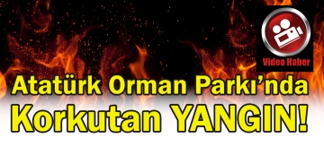 Atatürk Orman Parkı'nda büyük yangın