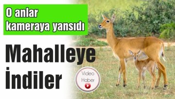 Mahalleye indiler