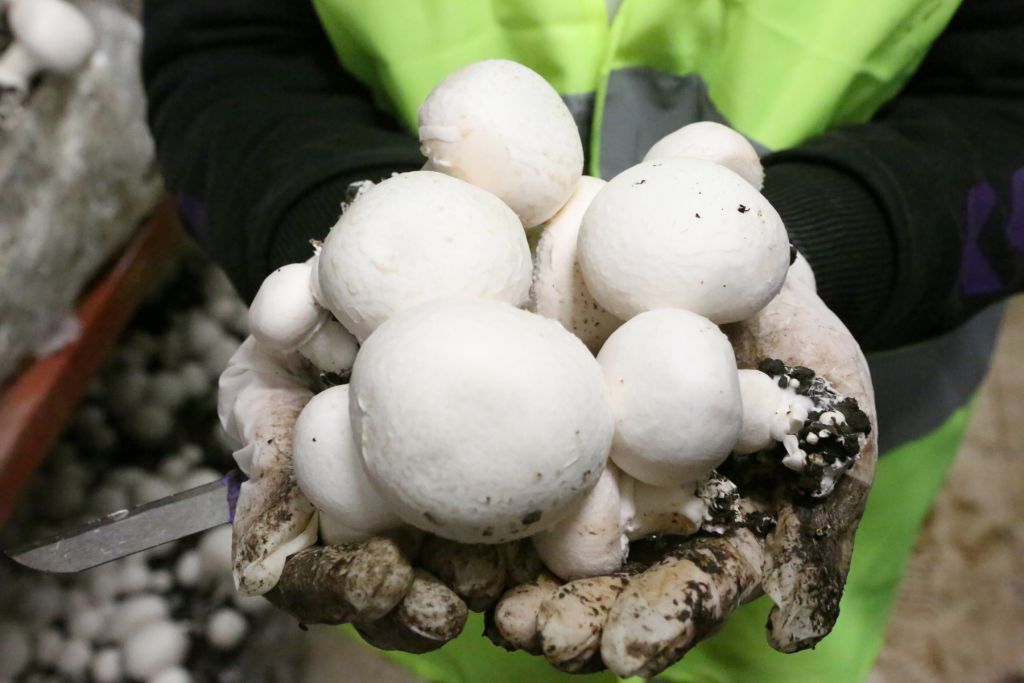 Belediye kültür mantarı üretiyor