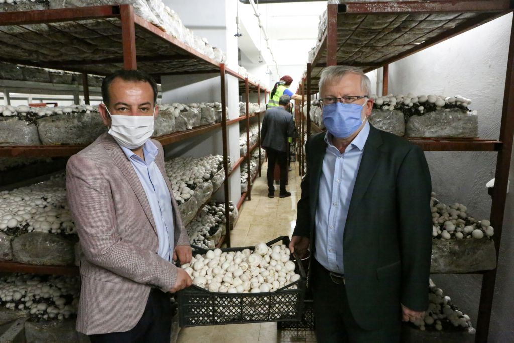 Belediye kültür mantarı üretiyor