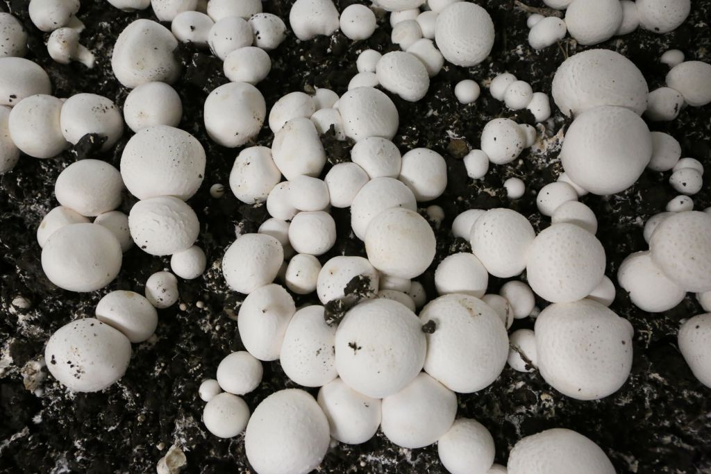 Belediye kültür mantarı üretiyor