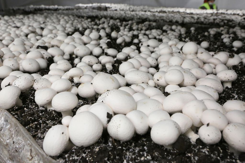 Belediye kültür mantarı üretiyor