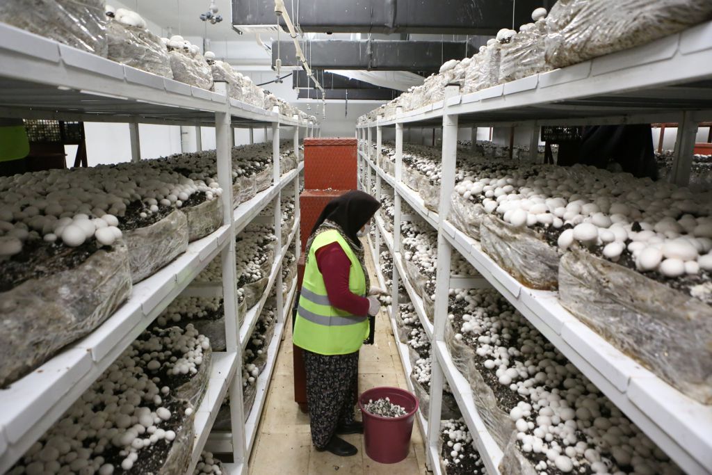 Belediye kültür mantarı üretiyor