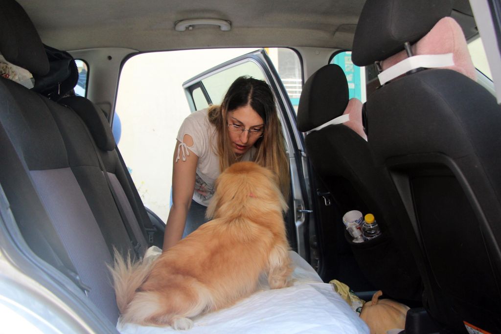 Köpek sıcaktan arabada bayıldı