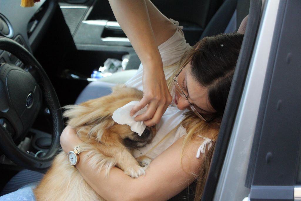 Köpek sıcaktan arabada bayıldı