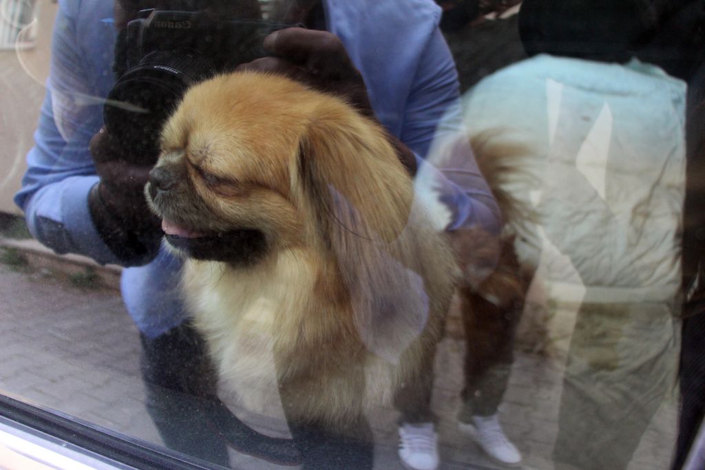 Köpek sıcaktan arabada bayıldı