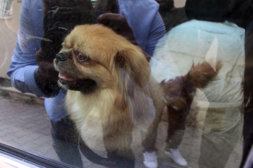 Köpek sıcaktan arabada bayıldı