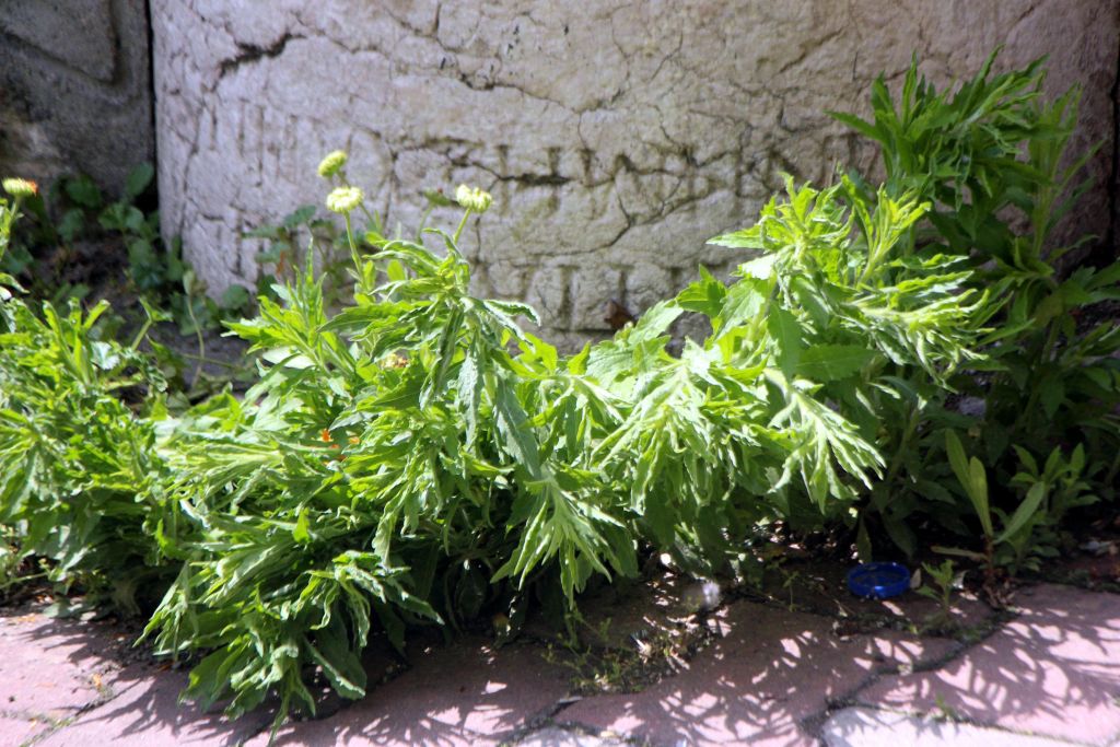 Tarih üzerine duvar!