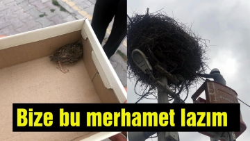 Yuvasından düşen yavru serçeyi yuvasına geri koydular