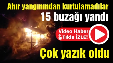 15 buzağı yandı