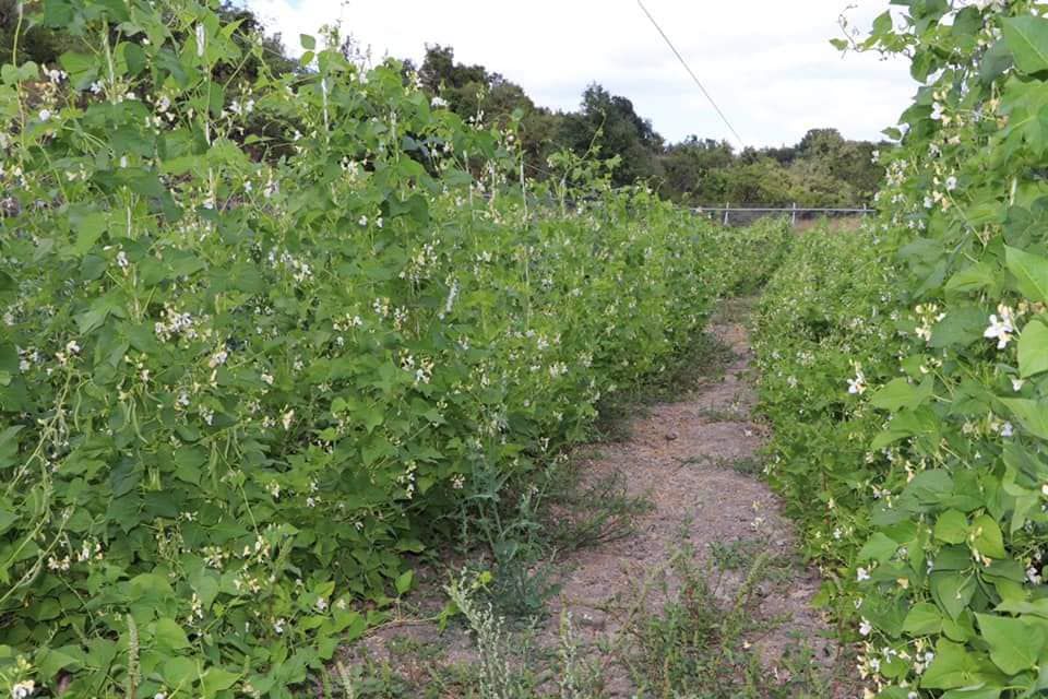 Gelecek bu tohumlarla yeşerecek