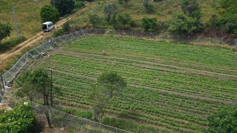 Gelecek bu tohumlarla yeşerecek