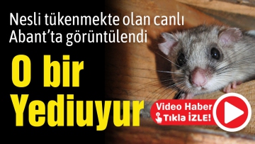 Nesli tükenmekte olan canlı Abant'ta görüntülendi