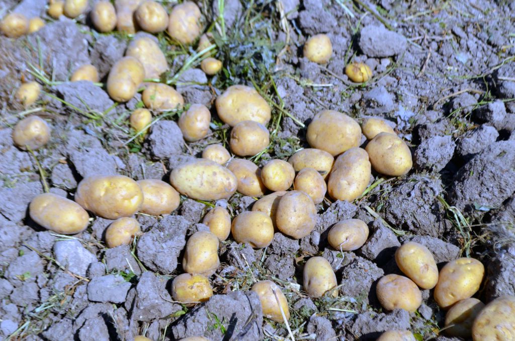 Bu patates, Bolu'nun patatesi